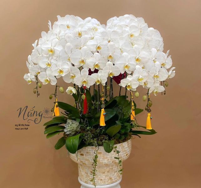 Lan Hồ Điệp 002