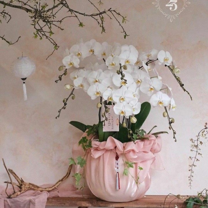 Lan Hồ Điệp 004