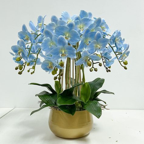 Lan Hồ Điệp 005