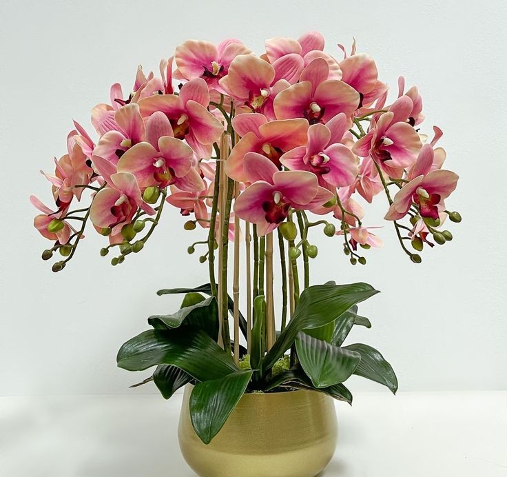 Lan Hồ Điệp 006